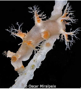 Tritonia Nilsodhneri 
EATING coral polyps
 by Oscar Miralpeix 